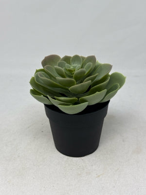 5" Ikea Fejka Artificial Succulent