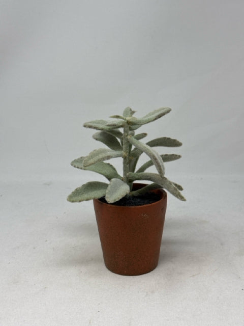 CB2 7" Potted Succulent [MHF]