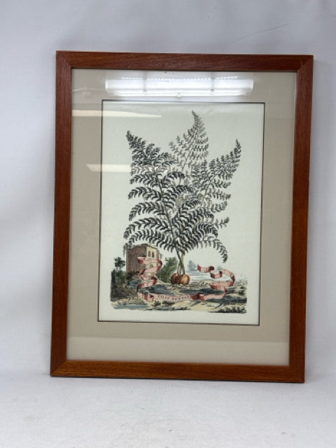 Wooden Framed Botanical Print "Filix Dentata" Toothed Fern Wall Art